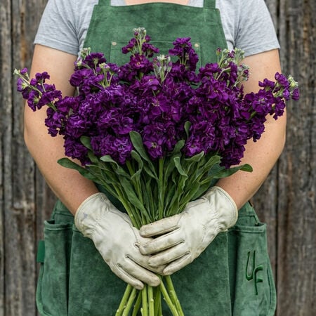 Iron Purple, Stock Seeds - Packet image number null